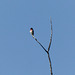 Rose-breasted Grosbeak