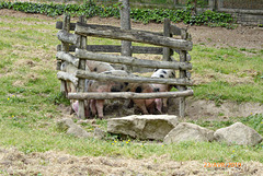 cochons de Bayeux