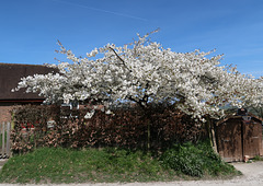 White flowering cherry