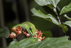 Grosser Madagaskar-Taggecko im Zoo Zürich (© Buelipix)