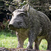 20140928 5565VRAw [D~SHG] Wildschwein, Skulptur, Paschenburg/Pagenburg, Rinteln, Schaumburg
