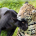 Panther and jaguar (1)