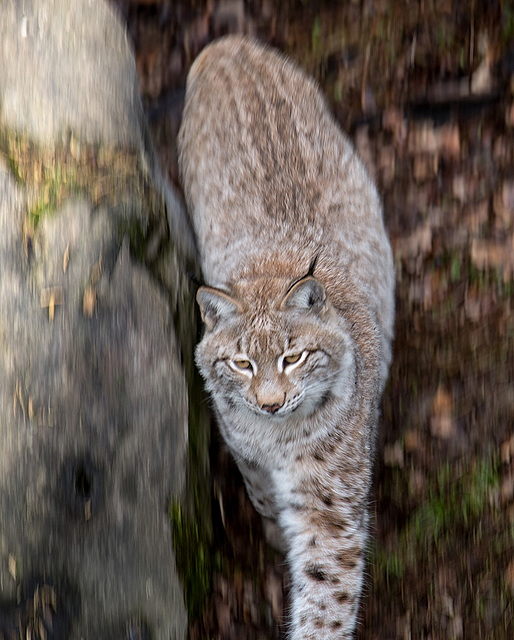 20160303 0161VRAw [D~BI] Eurasischer Luchs (Felis lynx), Tierpark Olderdissen, Bielefeld
