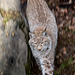 20160303 0161VRAw [D~BI] Eurasischer Luchs (Felis lynx), Tierpark Olderdissen, Bielefeld