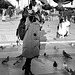 dances  with pigeons