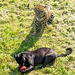 Panther and jaguar