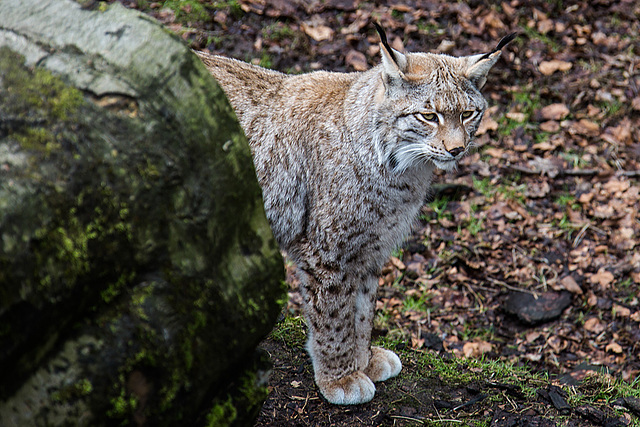 20160303 0163VRAw [D~BI] Eurasischer Luchs (Felis lynx), Tierpark Olderdissen, Bielefeld