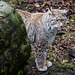 20160303 0163VRAw [D~BI] Eurasischer Luchs (Felis lynx), Tierpark Olderdissen, Bielefeld