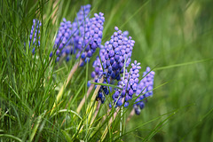 Das schöne Blau der Traubenhyazinthen (Muscari)  :))  The beautiful blue of grape hyacinths (Muscari) :))  Le beau bleu des muscaris (Muscari) :))