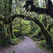 enchanted_forest