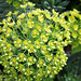 Euphorbia characias subp wulfenii (6)