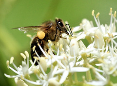 Pollen sammeln