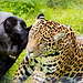 Panther meets jaguar