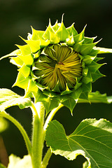 Junge Sonnenblume (mit Besucher)