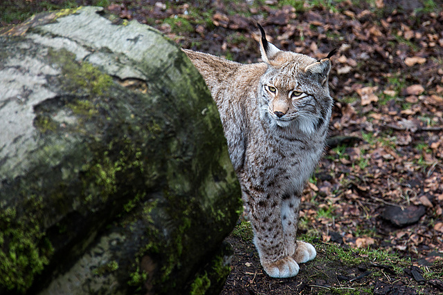20160303 0164VRAw [D~BI] Eurasischer Luchs (Felis lynx), Tierpark Olderdissen, Bielefeld