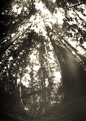 Sonoma Mt Redwoods