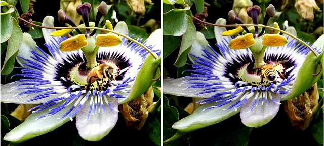 Smalltalk  Bee - Paparazzo... ©UdoSm