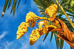 Palm Blossom at Lake Garda