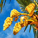 Palm Blossom at Lake Garda