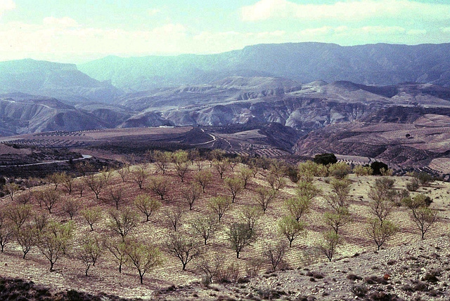 huerto de almendro - Serranía de Ronda