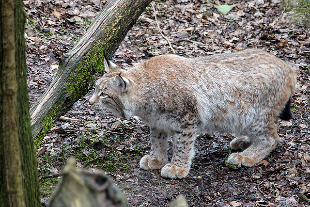20160303 0165VRAw [D~BI] Eurasischer Luchs (Felis lynx), Tierpark Olderdissen, Bielefeld