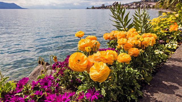 170417 fleurs quai Montreux 0
