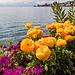 170417 fleurs quai Montreux 0