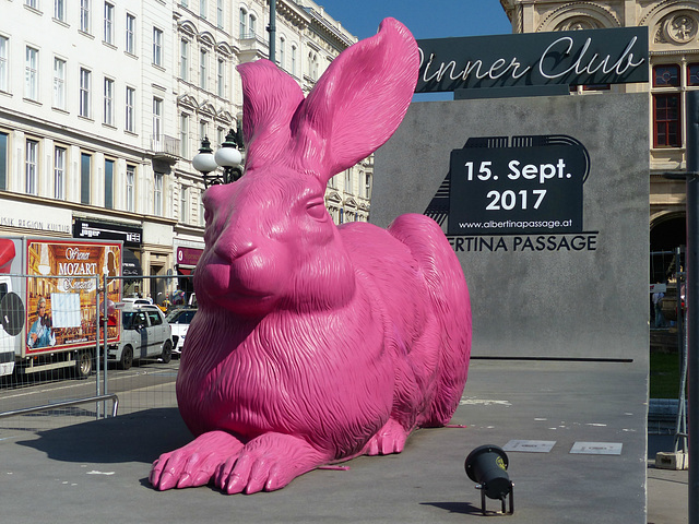 Pink Hare (1) - 23 August 2017