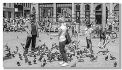 Tauben in Amsterdam