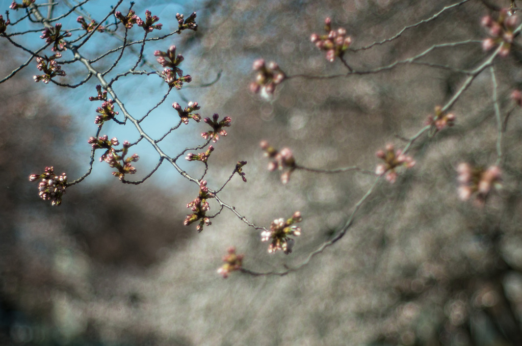 Buds of cherry trees