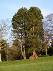Tree in the park