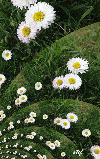 fields of daisies