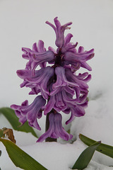 Hyacinth in the snow