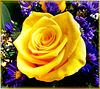 Yellow rose... ©UdoSm