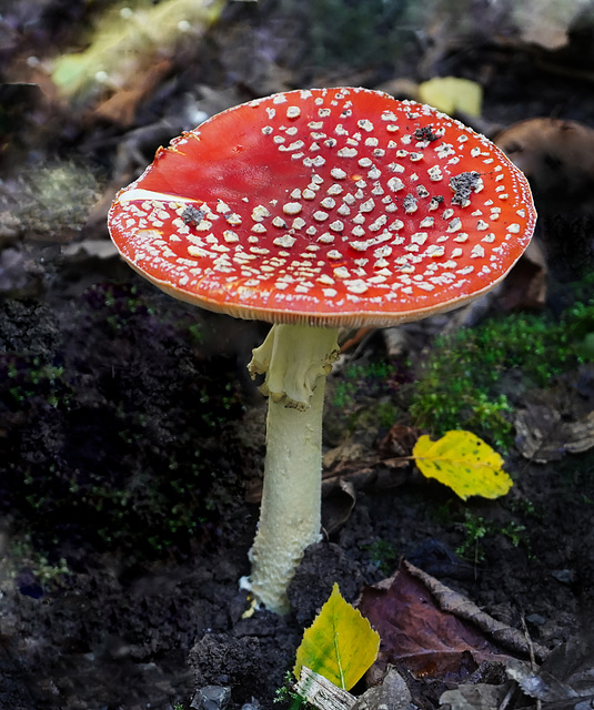 Der Glückspilz Amanita muscaria - The good luck mushroom Amanita muscaria - PiP