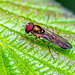 Hoverfly macro