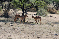 Namibia, Erindi Game Reserve, Impala Males Duel Will Begin Soon