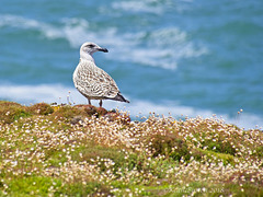 Juvenile Lesser Black-backed Gull