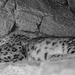 Schlafender Schneeleopard (Zoo Karlsruhe)