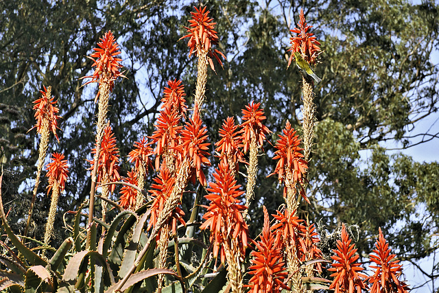 Candelabra Aloe – San Francisco Botanical Garden, Golden Gate Park, San Francisco, California
