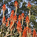 Candelabra Aloe – San Francisco Botanical Garden, Golden Gate Park, San Francisco, California