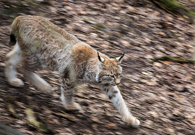20160303 0166VRAw [D~BI] Eurasischer Luchs (Felis lynx), Tierpark Olderdissen, Bielefeld