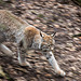 20160303 0166VRAw [D~BI] Eurasischer Luchs (Felis lynx), Tierpark Olderdissen, Bielefeld