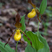 Cypripedium parviflorum var parviflorum (Small Yellow Lady's-slipper orchid)