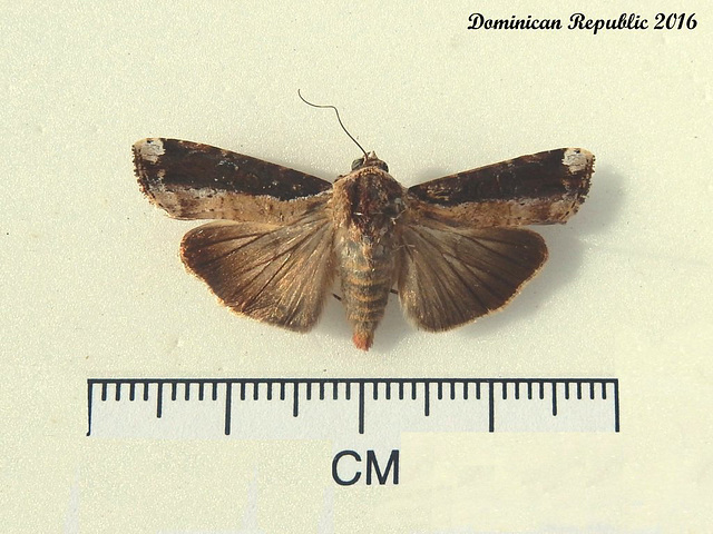 DR091 Magusa orbifera or M. divaricata