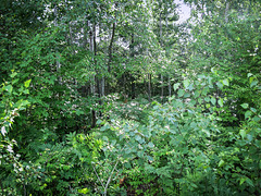 Nipissing Region - Hide'n'Seek in Ontarios Woods 2007 (PiP)