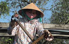 vietnamese woman at the oars