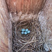 Mountain Bluebird nest with eggs