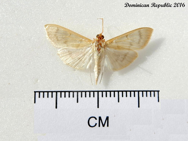 DR092 Pleuroptya silicalis (Herbivorous Pleuroptya Moth)