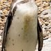 Penguin (2)